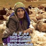 تابلو فرش نقش پرتره
