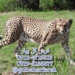 تابلو فرش نقش حیوانات