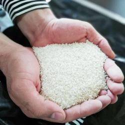 لاشه برنج هاشمی خالص