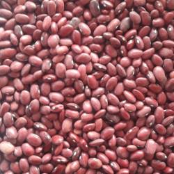 لوبیا قرمز
