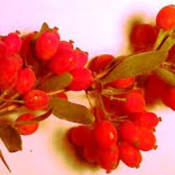 زرشک