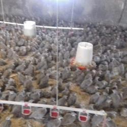 کبک زنده